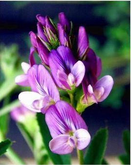 大叶紫花苜蓿(植物)