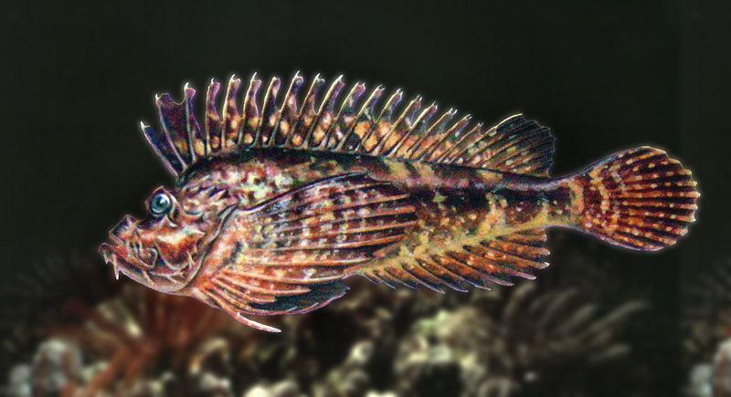 鱼头鱼脑含卵磷脂,有健脑补脑作用;鱼肉含蛋白质;鱼皮含b族维生素和