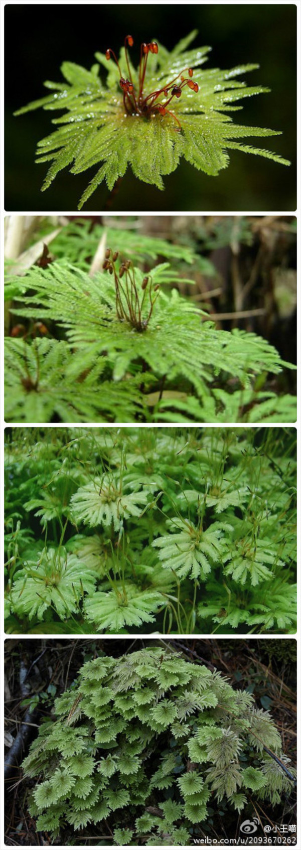 小绢藓属(植物)小绢藓属,植物体纤细或略粗壮,绿