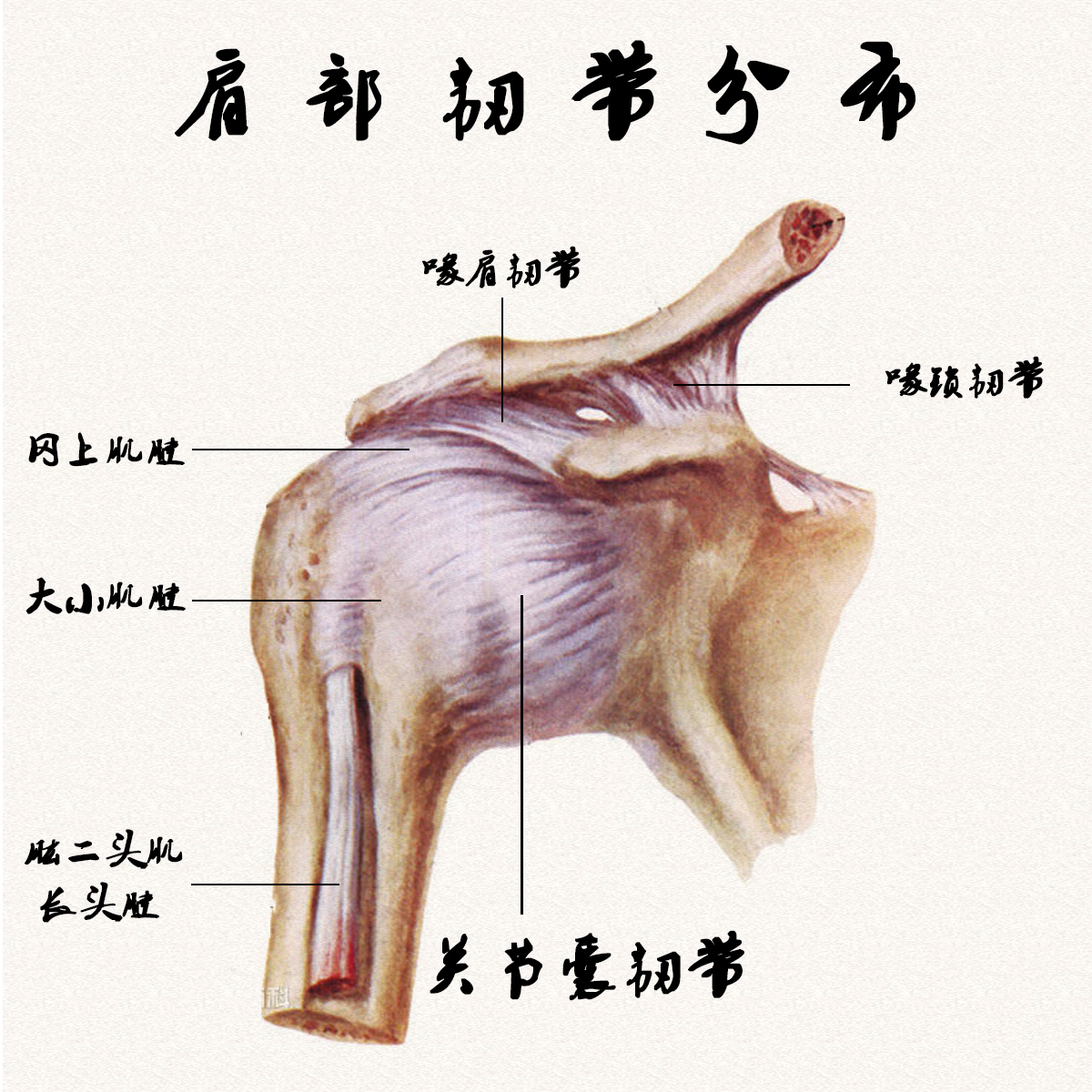 图7-8 肩和臂后面的肌肉、血管和神经(二)-临床解剖学-医学