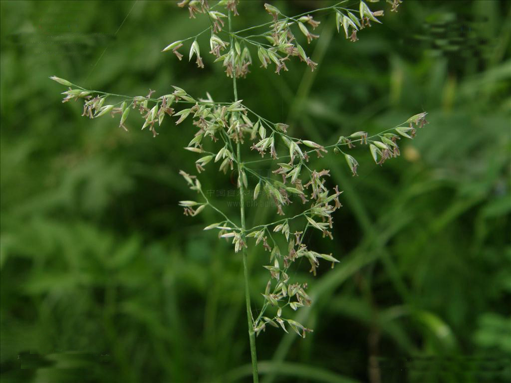 小花野青茅(植物)