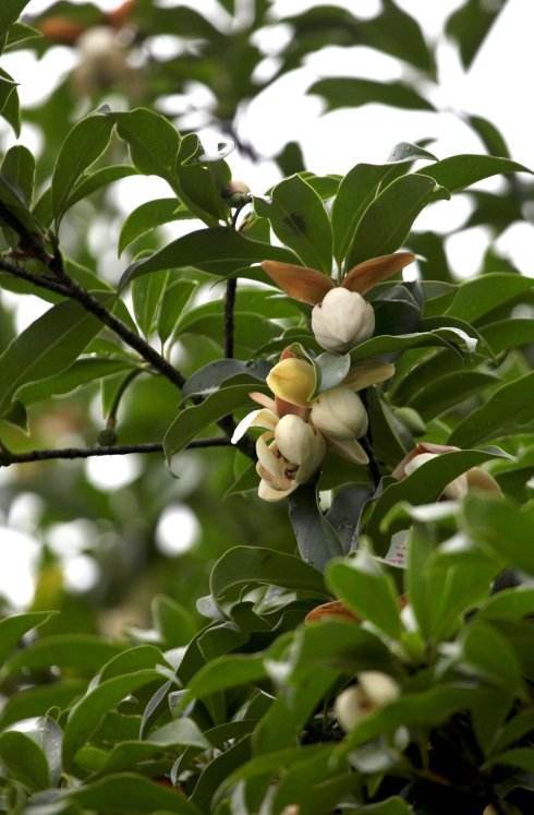 桂南木莲(植物)