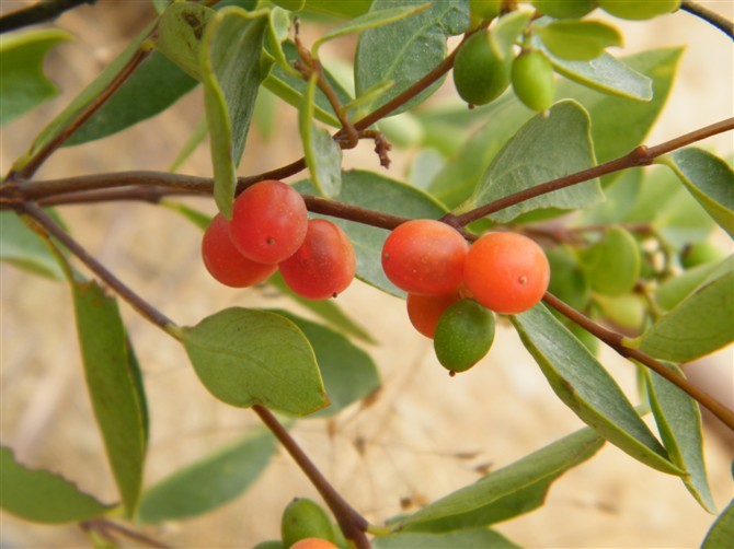 一朵云,空花构,细叶密,鸡蛋树皮,麻皮树,小黑构,大八爪金龙,山辣子皮