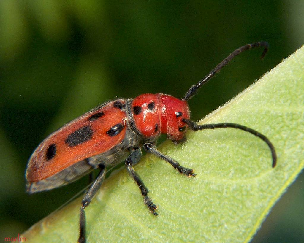 粟凹胫跳甲虫 (其他生物相关)