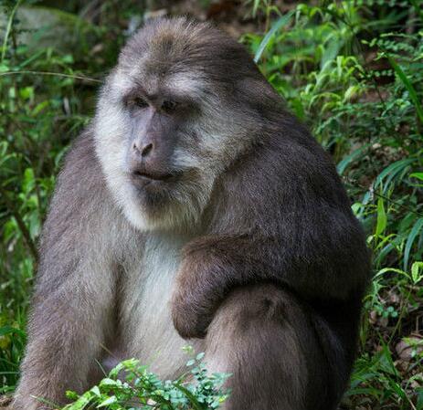 短尾猴(动物)短尾猴(学名:macaca arctoides)也称红面猴,是体型较大的