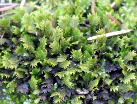 卷叶凤尾藓植物