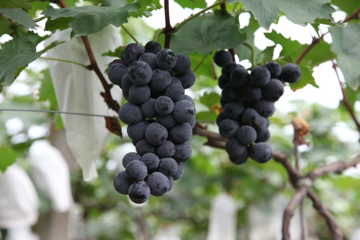 公认口感好的葡萄品种（比较高端又好吃的葡萄新品种）-植物说