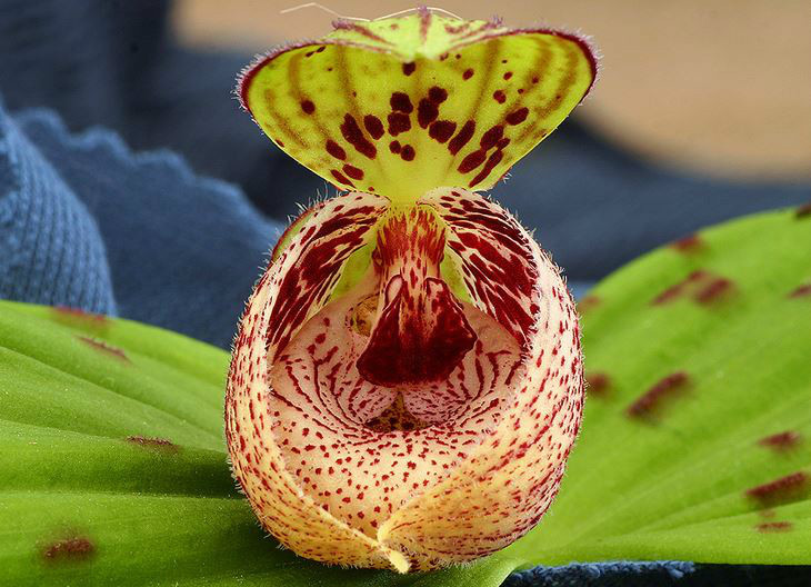 斑叶杓兰(植物)