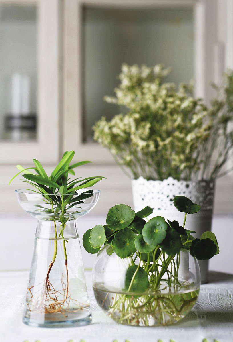 水培植物(植物)