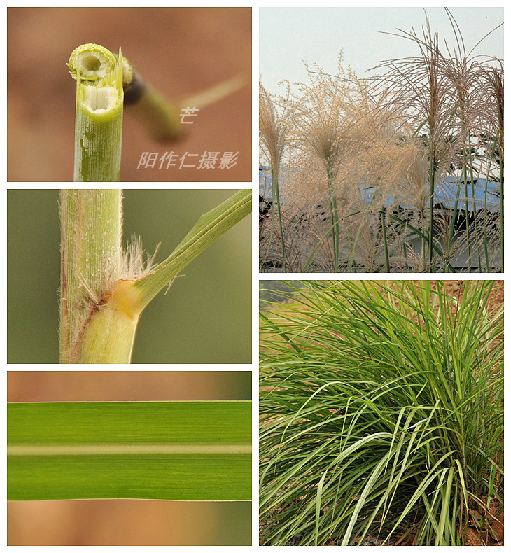 芒(植物)