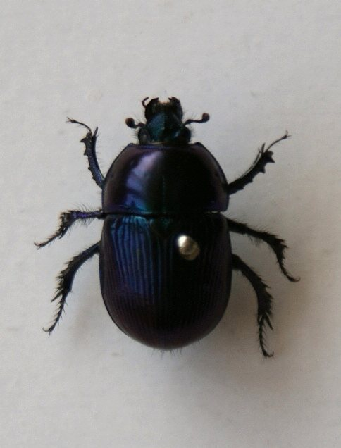 红斑粪金龟 (动物)