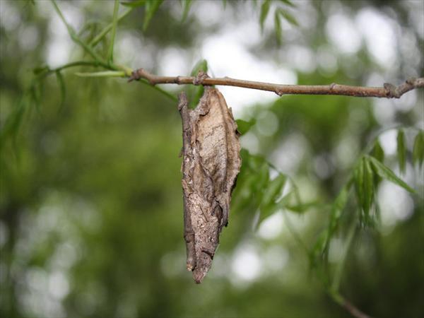 大袋蛾(其他生物相关)_技点百科