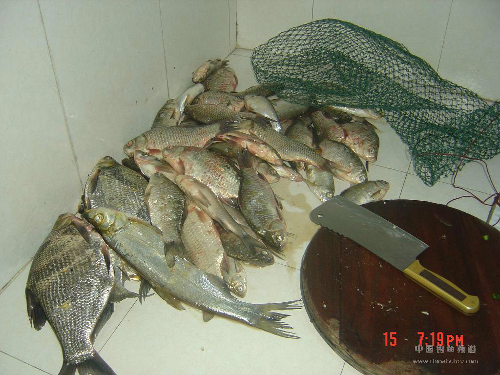 好山好水出好鱼 让人吃不够的黄山太平湖有机鱼