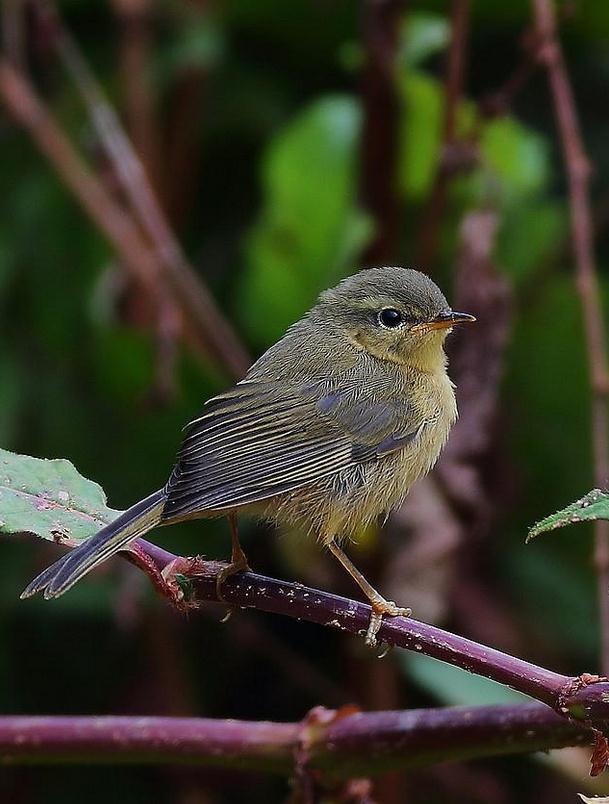 subaffinis,英文名:buff-throated warbler)为柳莺科柳莺属的鸟类