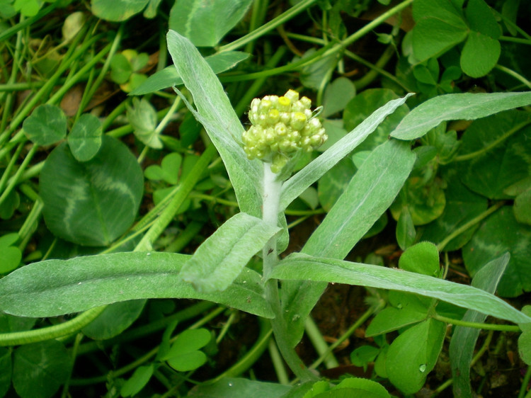 鼠麴(植物)鼠曲,一年生或越年生草本,高10–50cm.