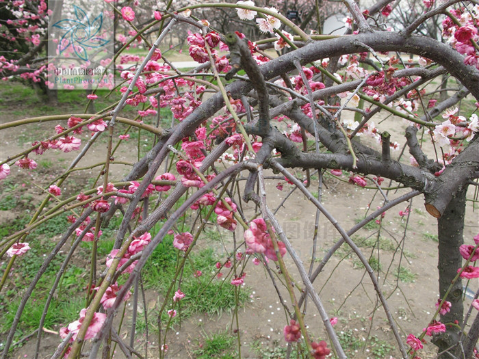 骨红照水梅植物