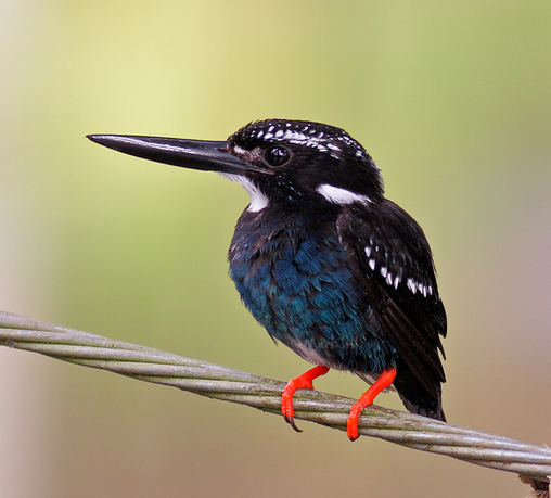银翠鸟(动物)_技点知识_技点网(动物)