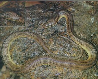 老挝后棱蛇图片