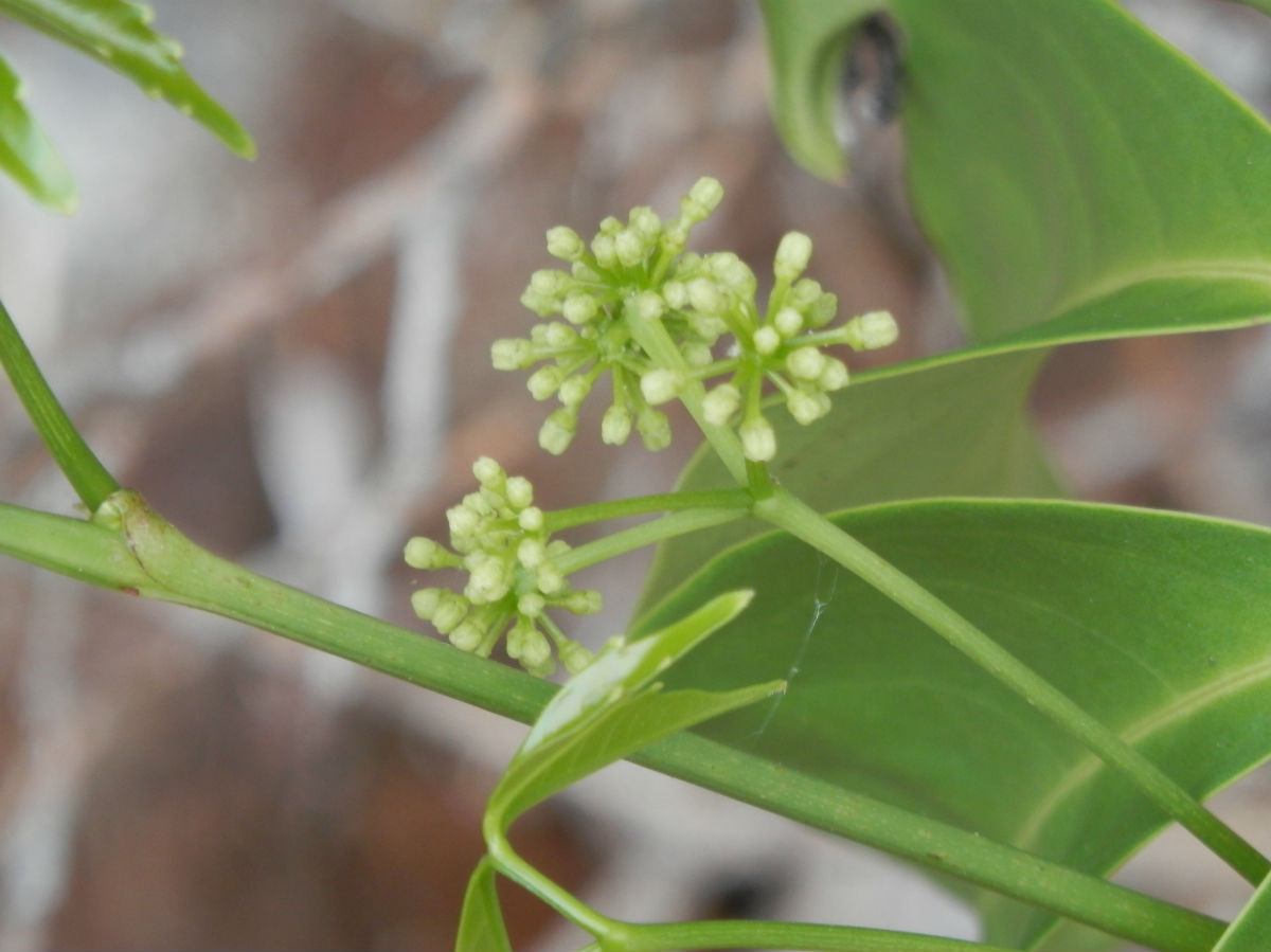 毛细齿崖爬藤 (植物)