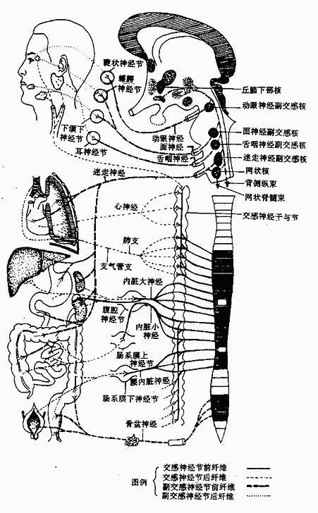 植物神经系统 (疾病)