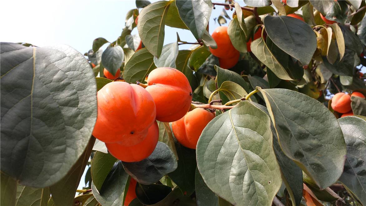 北乡柿子(其他饮食相关)