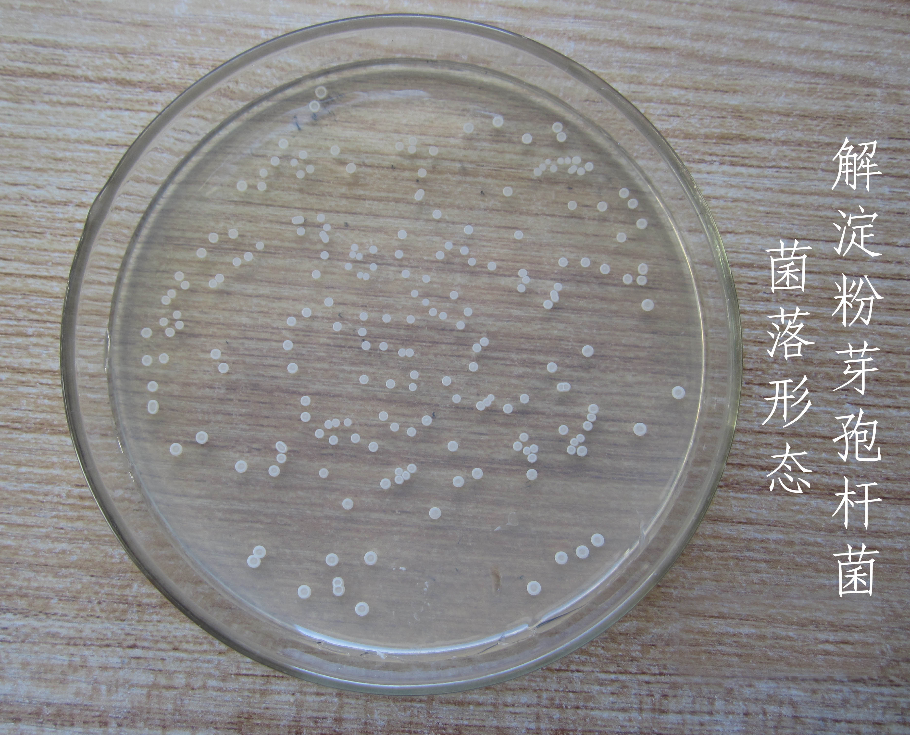 解淀粉芽孢杆菌其他生物相关