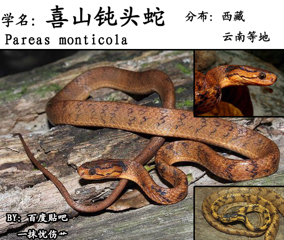 喜山钝头蛇(其他生物相关)
