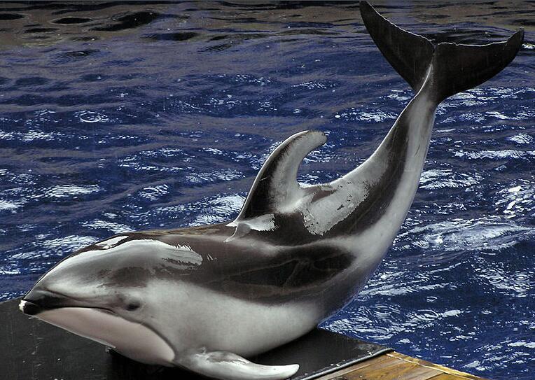 海豚(动物)太平洋短吻海豚(学名:lagenorhynchusobliquidens)是海豚科