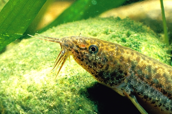 条斑爬岩鳅其他生物相关
