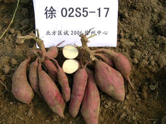短蔓红薯品种徐薯32图片