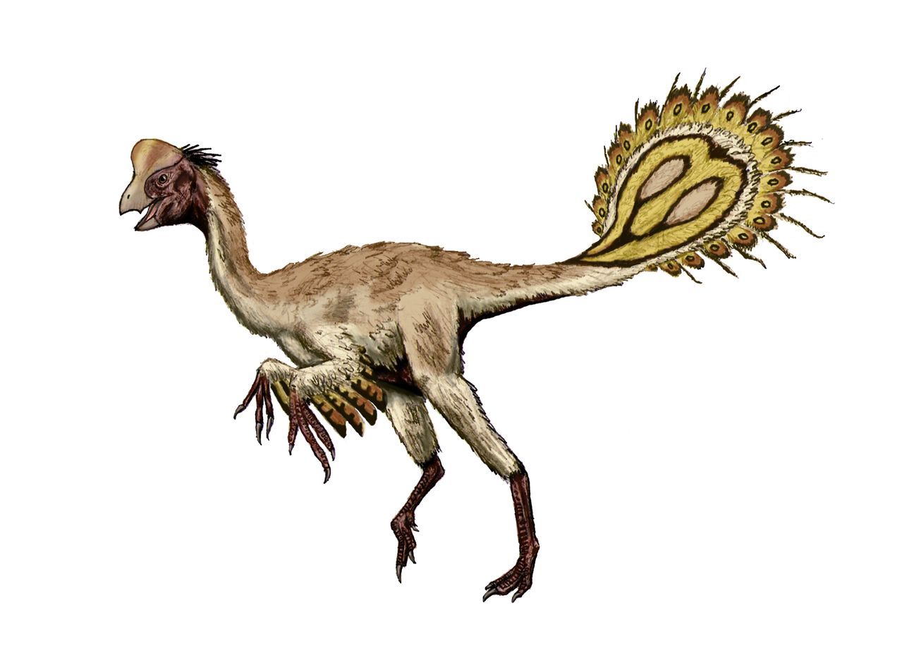 天青石龙其他生物相关