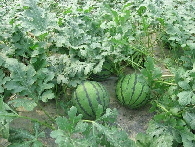 神女西瓜(植物)