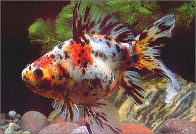 五花长尾草金鱼(动物)五花长尾草金鱼,是金鱼的一个品种,体呈纺锤形