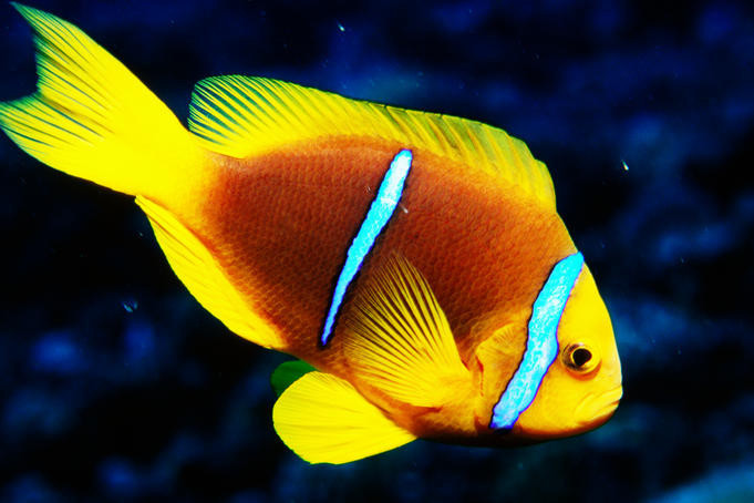 橙鳍双锯鱼动物