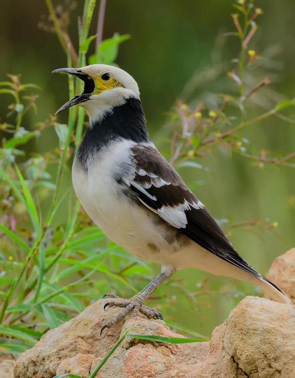 北椋鸟(动物)_技点百科