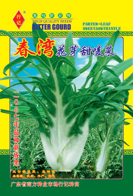 春湾花芽甜麦菜植物