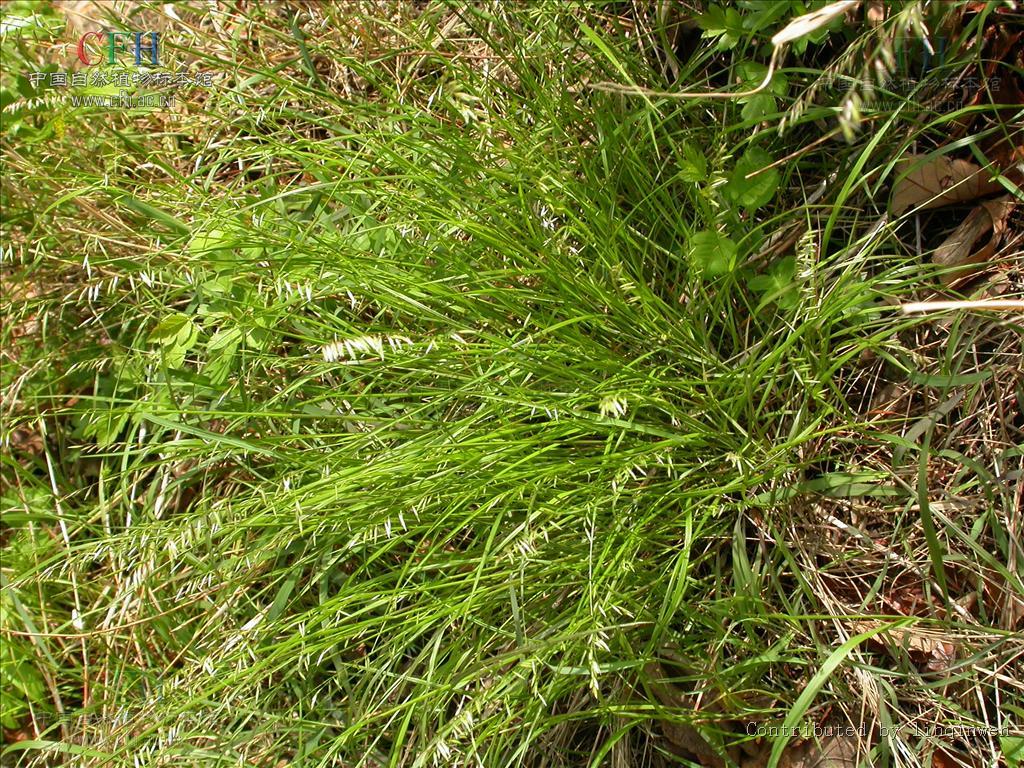 细叶臭草(植物)