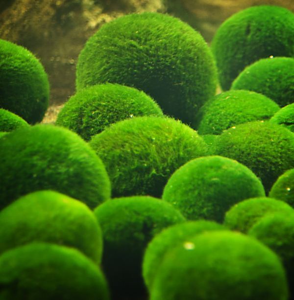 绿球藻(植物)绿球藻属于绿藻植物门 (division chlorophyta),刚毛藻目