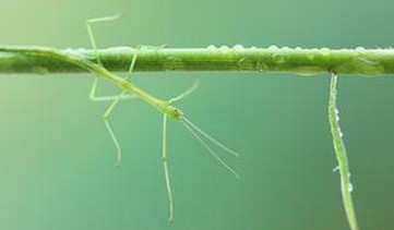 竹节虫生长过程图片