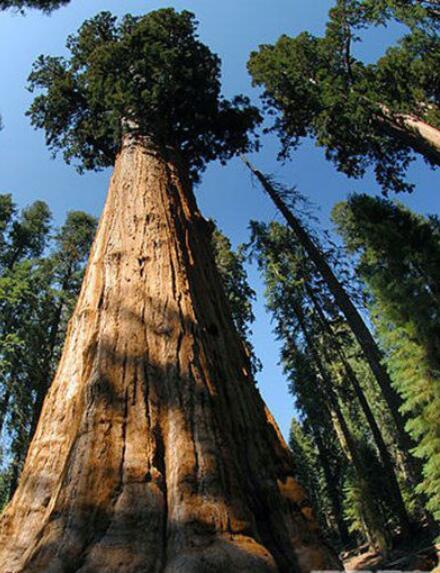 (学名:sequoiadendrongiganteum)俗称世界爷,属杉科巨杉属唯一物种