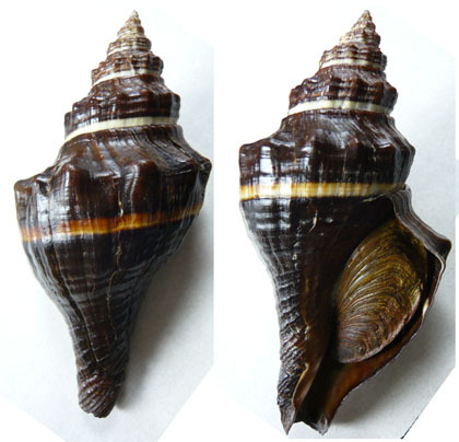 大西洋黑香螺 (其他生物相关)