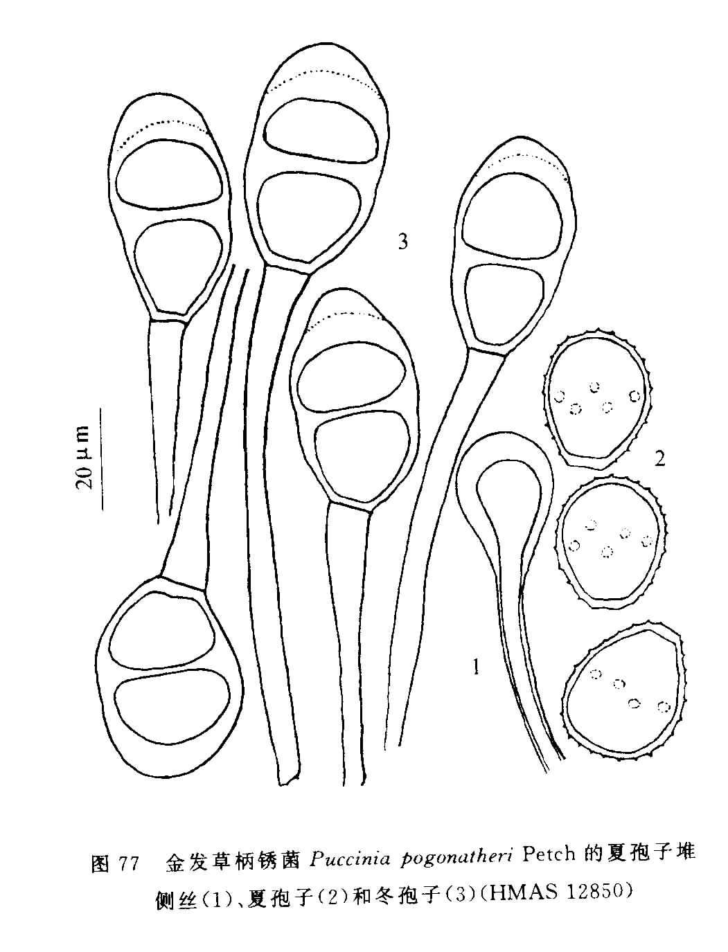 禾柄锈菌的形态图片