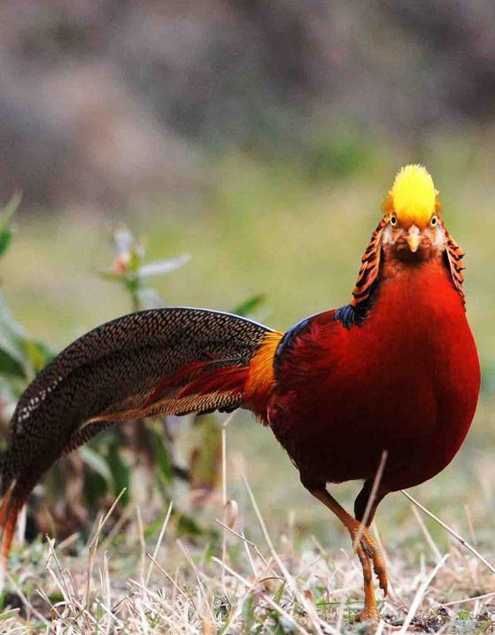 红腹锦鸡(动物)红腹锦鸡(学名:chrysolophus pictus)又名金鸡,中型鸡