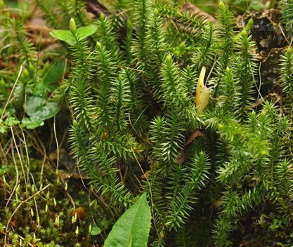 蕨类植物门(植物)