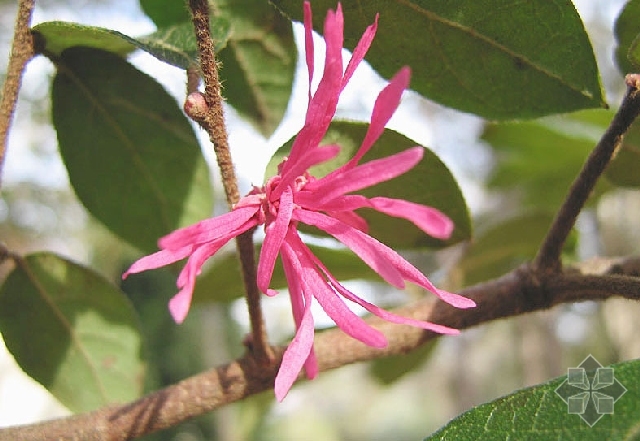 檵花叶中医学与中药学