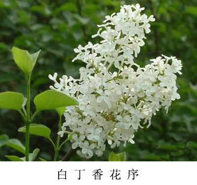白花什锦丁香(植物)