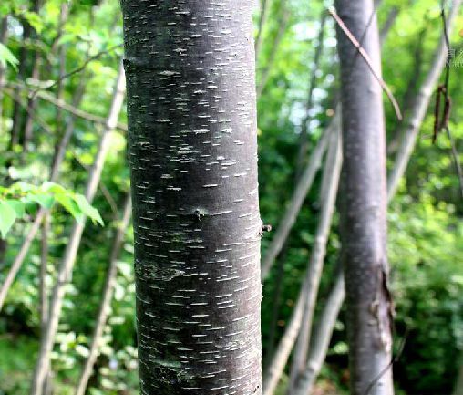 是桦木科,桦木属乔木,高可达20米,胸径达80厘米;树皮红褐色或暗黄