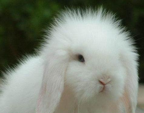 长毛兔品种图片