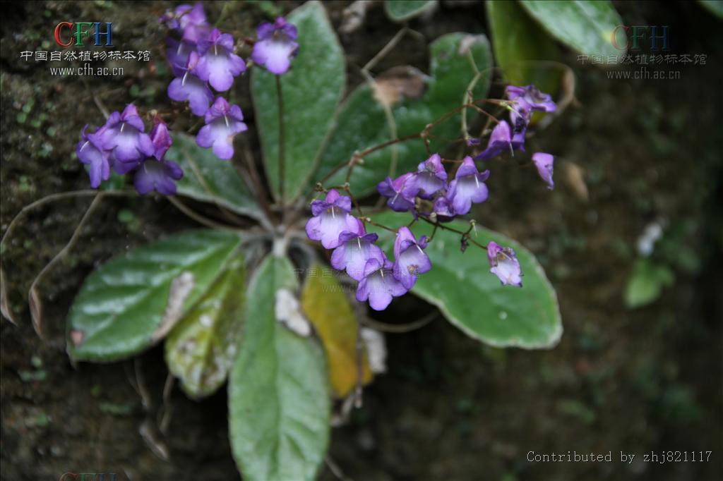 蛛毛苣苔 (植物)