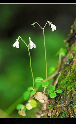 北极花(植物)_技点百科